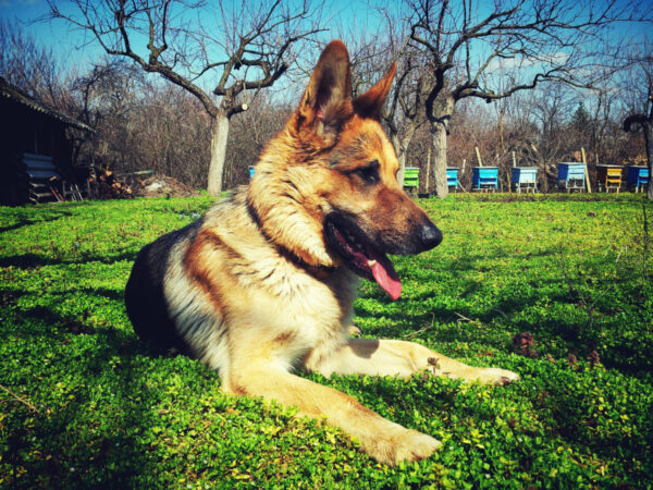 German Shepard