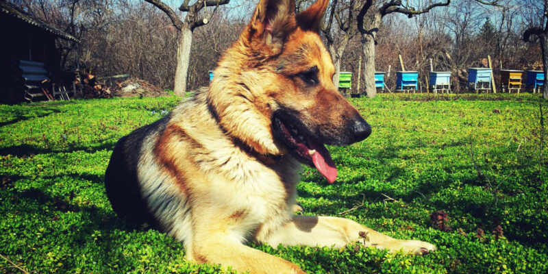 German Shepard