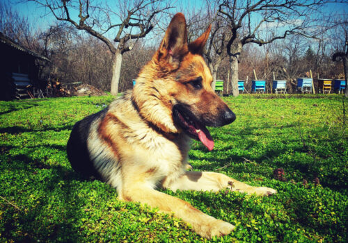 German Shepard